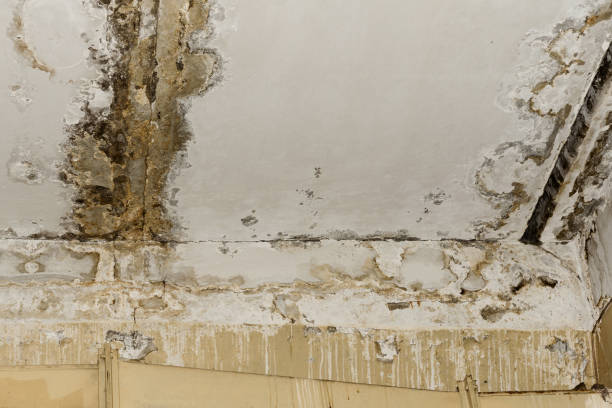 Best Real Estate Mold Inspection  in USA