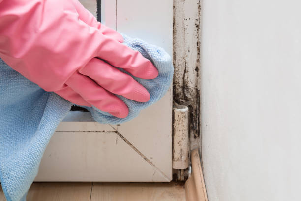 Best Mold Removal for HVAC Installations  in USA